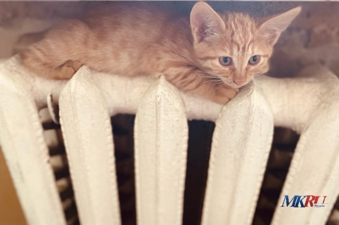 Отопительный сезон в Рыбновском районе стартует 29 сентября Отопительный сезон в Рыбновском районе стартует 29 сентября