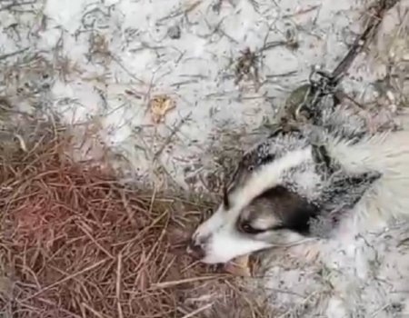 В деревне Башкирии волки загрызли собаку на цепи