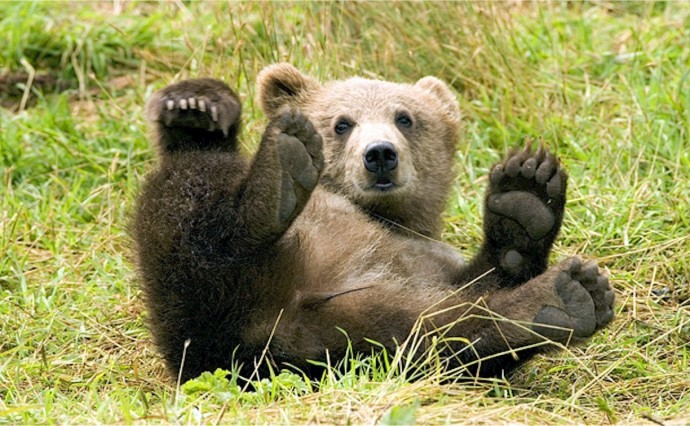 На Камчатке построят центр реабилитации медвежат-сирот
