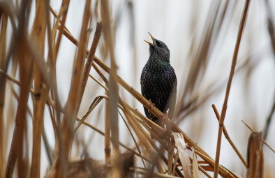 Биолог Глазков: Перелетные птицы не торопятся покидать Москву из-за теплой осени