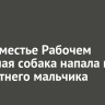 В предместье Рабочем бродячая собака напала на пятилетнего мальчика