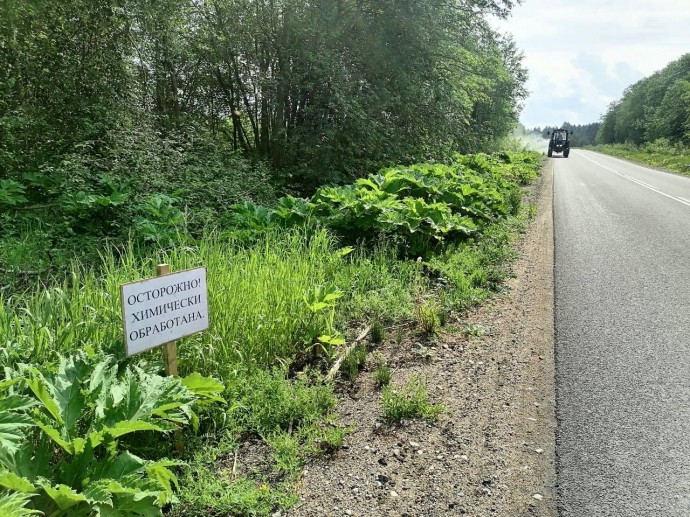 В Новгородской области уничтожат 874,5 га придорожного борщевика Сосновского