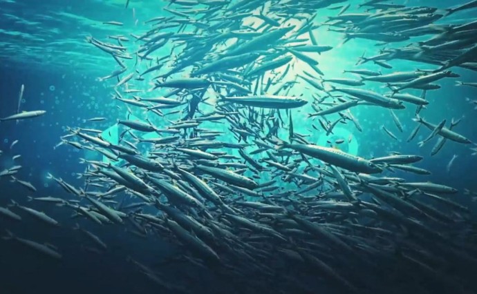 "Здесь будет рыба": ВГК сняла фильм про возвращения лосося в реки западного Сахалина