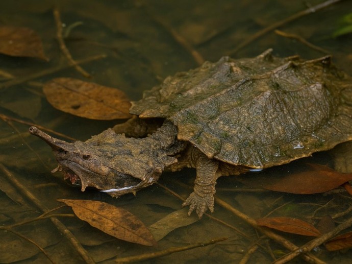Черепаха мата-мата охотится на рыбу с помощью всасывания, маскируясь под корягу Черепаха мата-мата охотится на рыбу с помощью всасывания, маскируясь под корягу