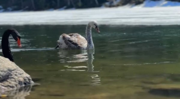 На Тёплых озёрах растёт «конопатый» лебедь Лунтик На Тёплых озёрах растёт «конопатый» лебедь Лунтик