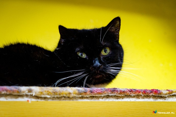 Каждый второй россиянин терял питомца