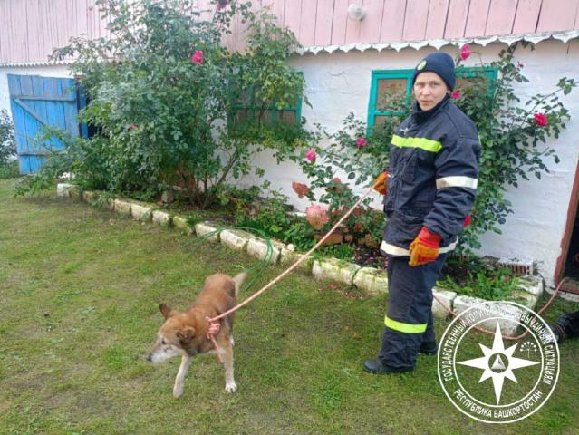 В Башкирии спасатели помогли упавшей в погреб собаке В Башкирии спасатели помогли упавшей в погреб собаке
