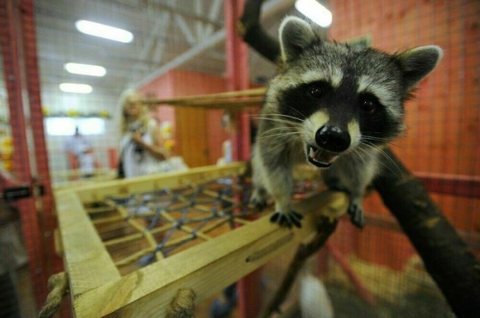 Мосгордума предложила ввести в законодательство понятие «зооклуб» Мосгордума предложила ввести в законодательство понятие «зооклуб»