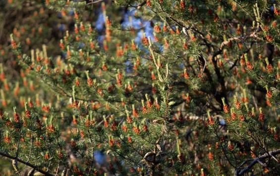 В Курской области добровольцы и казаки усилили патрули хвойных лесов перед праздниками