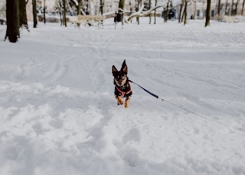В Приамурье ждут снег и морозы под -30