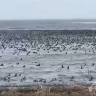 Сахалинцы: на Буссе так много уток, что воды не видно