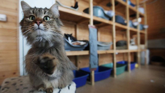 Ярославцам рассказали, куда можно пристроить питомца на время отъезда Ярославцам рассказали, куда можно пристроить питомца на время отъезда