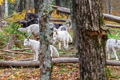 Волки-людоеды стали нападать на людей даже днем