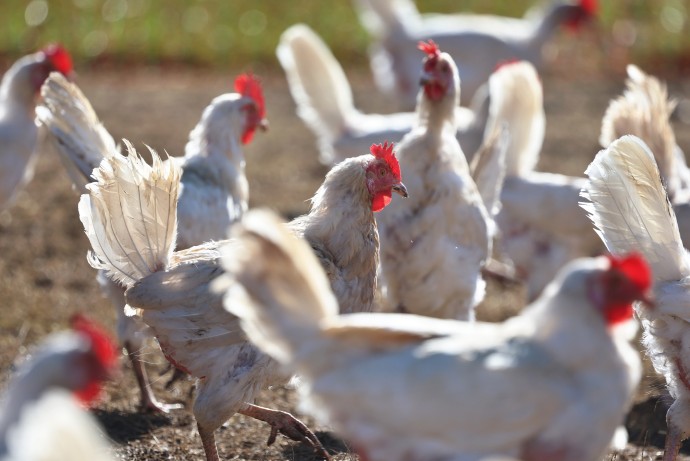 Сенаторы помогут реализовать проект по переработке отходов птицефабрик