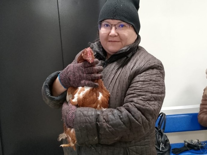 В Забайкалье провели пластическую операцию курице В Забайкалье провели пластическую операцию курице