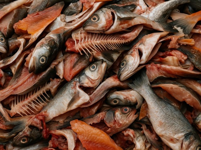 Один продукт вместо целого набора удобрений: садоводы открыли лайфхак с рыбными отдходами