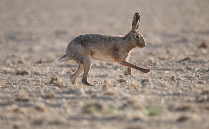 Охота подорожает в пять раз: власти готовят резкий рост сборов за добычу животных Охота подорожает в пять раз: власти готовят резкий рост сборов за добычу животных