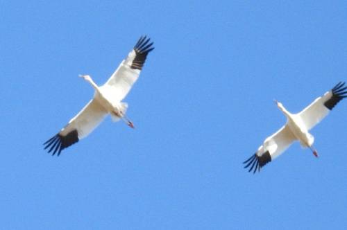 В Амурскую область из Якутии прилетели первые стерхи В Амурскую область из Якутии прилетели первые стерхи