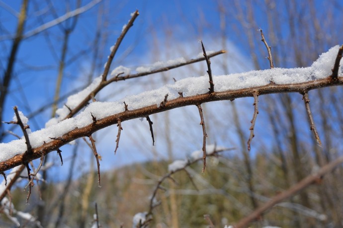 Эколог Рыбальченко: Ноябрьское потепление в Москве может погубить почки Эколог Рыбальченко: Ноябрьское потепление в Москве может погубить почки