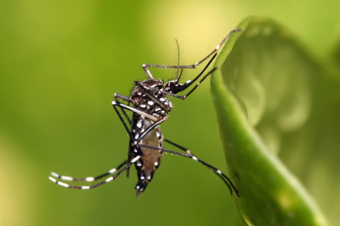Германия — Комар рисует новую карту мира: Chikungunya выходит из тропиков