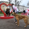 В Москве на фестивале Моспитомец состоится выставка кошек и собак из приютов