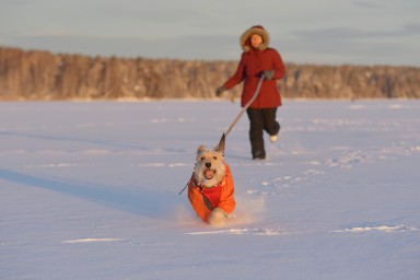 Rambler&Co: 67 процентов владельцев животных экономят на покупках в зоомагазинах