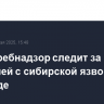 Роспотребнадзор следит за ситуацией с сибирской язвой в Таиланде