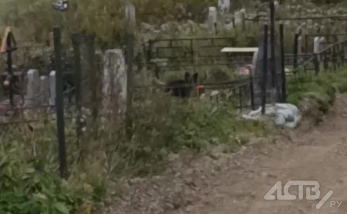 На Сахалине медведица привела детёныша на кладбище На Сахалине медведица привела детёныша на кладбище