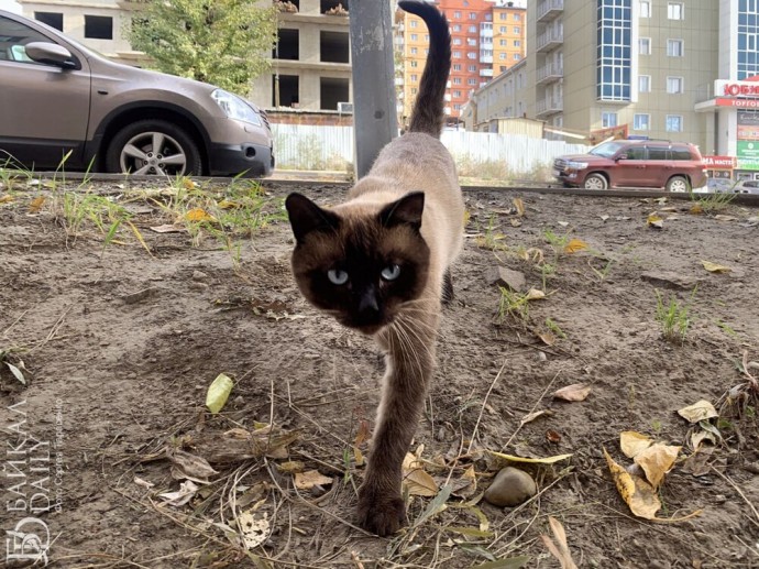 В Бурятии ужесточили правила продажи ветпрепаратов