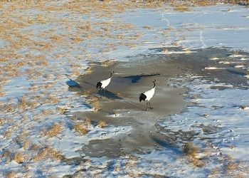 Похолодание и снег не спугнули японских журавлей в Приамурье Похолодание и снег не спугнули японских журавлей в Приамурье