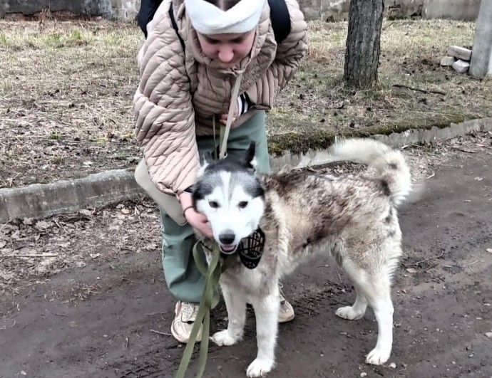Путешествующая по Новгородской области на «Ласточке» собака вернулась к хозяину