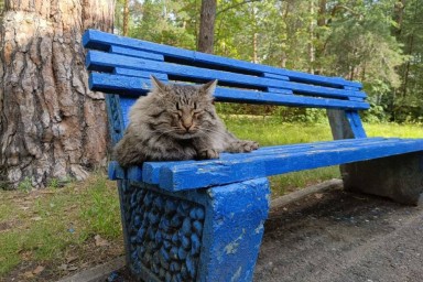 В Пермском крае у кота выявлено бешенство: введен карантин