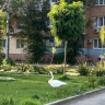 Окровавленный лебедь замечен на улице Астрахани