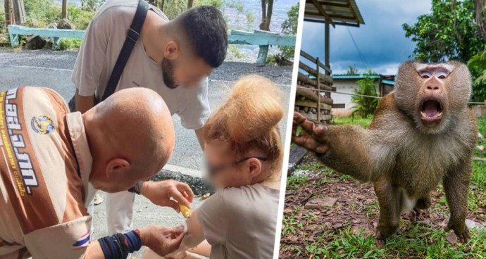 Российских туристов на Бали предупредили, чтобы они не трогали обезьян: опасность неочевидна