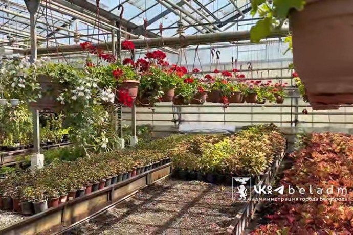 В Белгороде ко Дню города установят 45 вазонов и 126 подвесных ваз с цветами