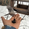 В Бурятии на несколько дней воцарится зима