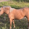 В Свободном оштрафуют владельца гулявших по парку коней