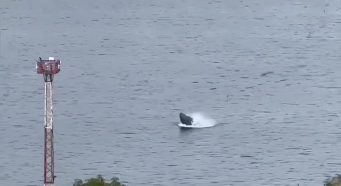 Кит в третий раз за неделю показался в бухте Золотой Рог Кит в третий раз за неделю показался в бухте Золотой Рог