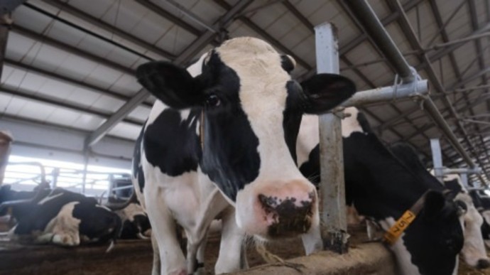 В деревне Башкирии сняли карантин по бешенству