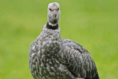 В Московском зоопарке поселились хохлатые паламедеи