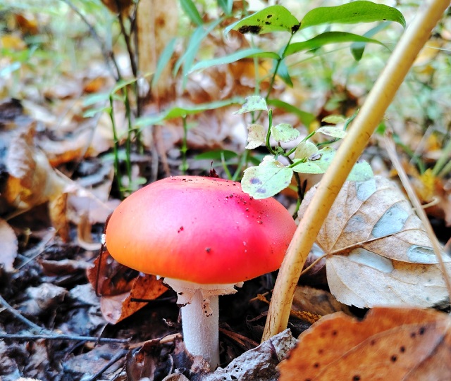 26 сентября в Мордовии ожидаются заморозки на почве до -1..0°