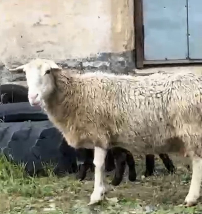 Причина массовой гибели баранов в Приморье — убийство животных разными способами