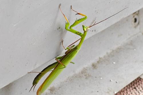 На улицах Благовещенска появились богомолы