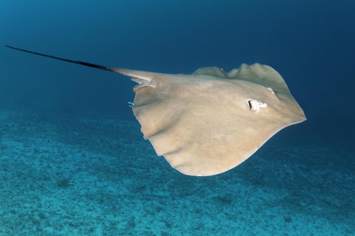 В Подмосковье пенсионерка укололась шипом ската-хвостокола и попала в больницу