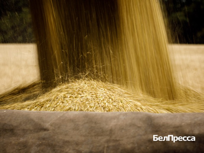 Белгородские аграрии собрали более 2,5 млн тонн зерна