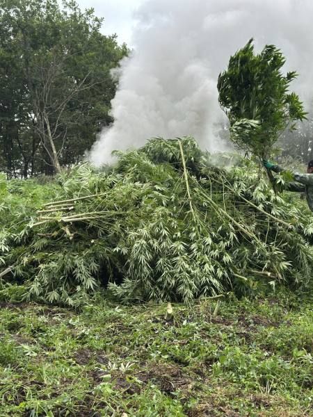 Плантацию конопли размером с 3 футбольных поля уничтожили в Приморье Плантацию конопли размером с 3 футбольных поля уничтожили в Приморье