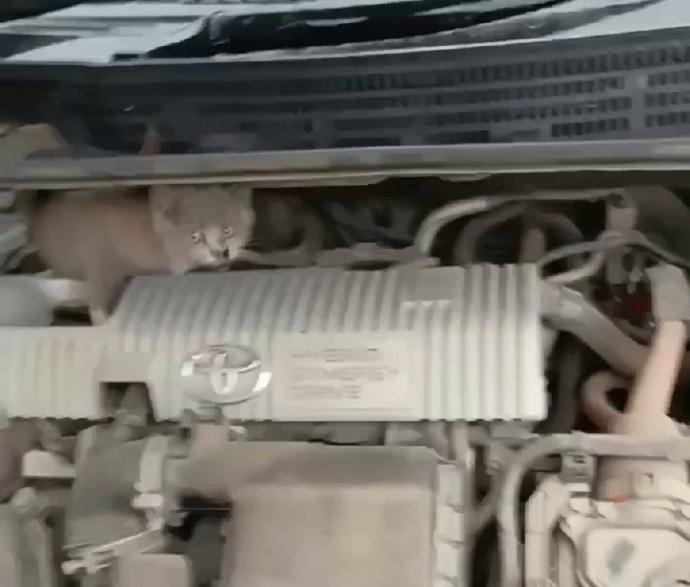 Заслужил новый дом: в Приморье кот проехал 8 километров под капотом и остался жив