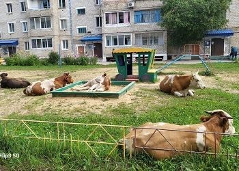 Жителей Шимановска возмутили коровы в песочнице