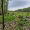 В Мордовии предпринимателя будут судить за незаконную рубку сосен