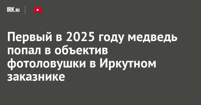Первый в 2025 году медведь попал в объектив фотоловушки в Иркутном заказнике